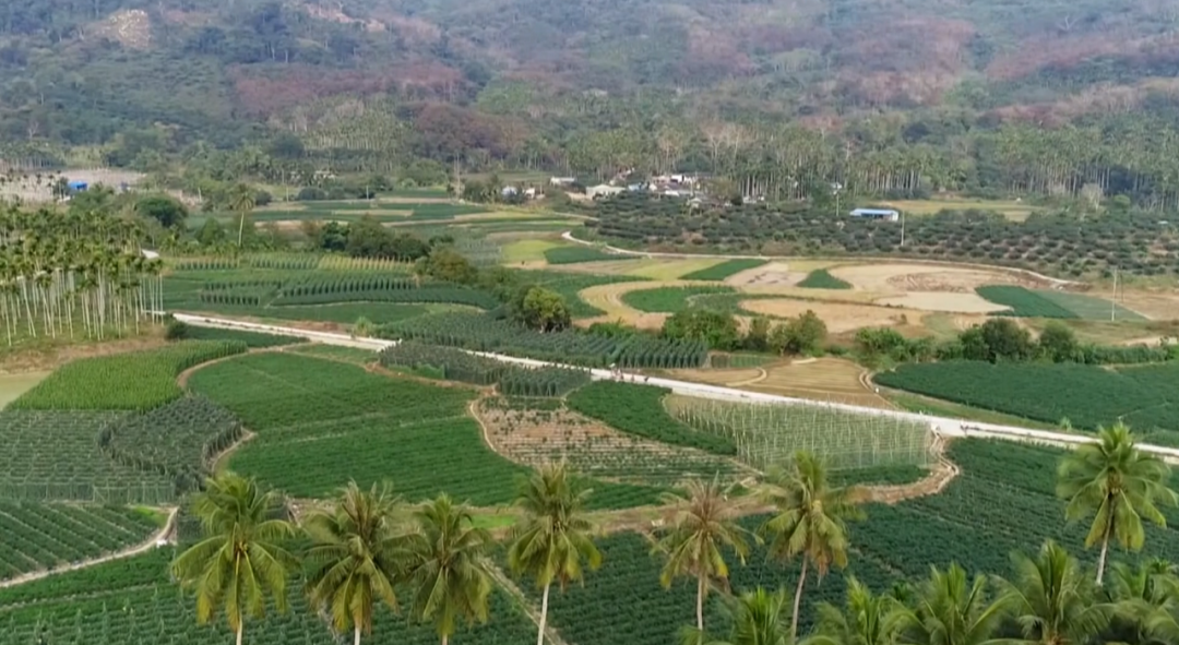 保亭县保城镇:将县委全会精神内化于心 外化于行凤凰网海南_凤凰网