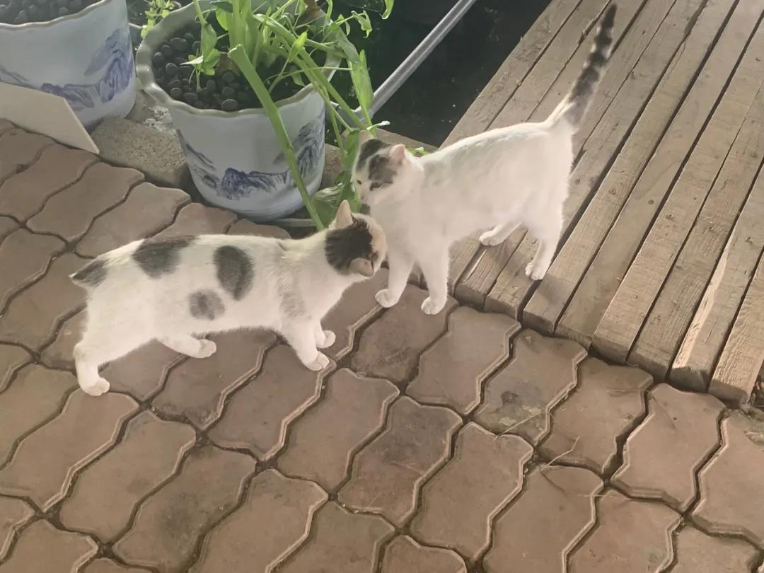 烟台：门楼镇肖家村里的宝藏生态园