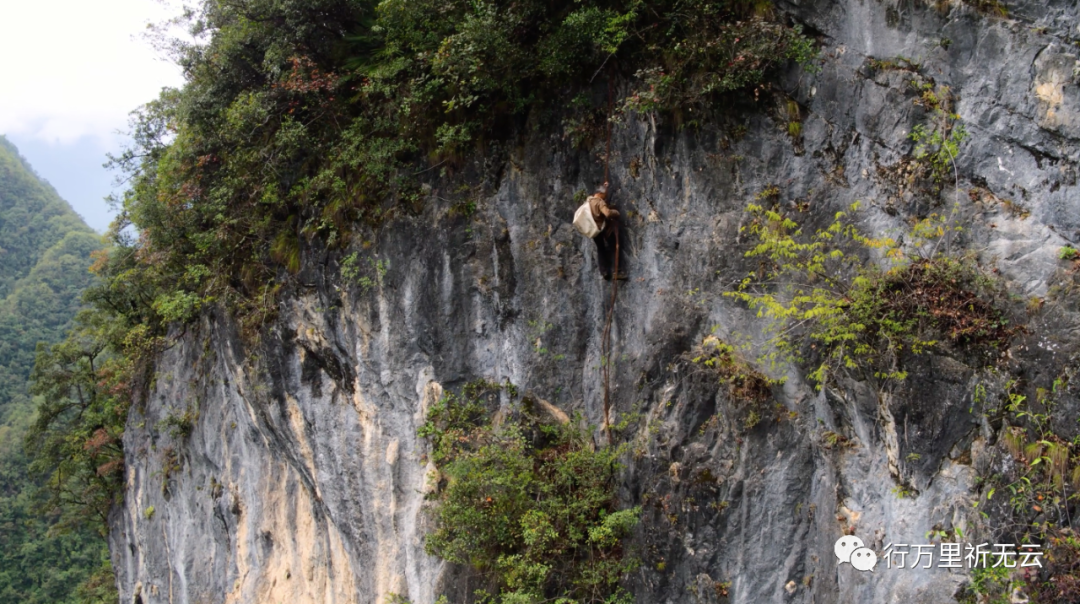 采药人沈昌波镜头下的沈昌波,在光如平板的三百多米高悬崖上,靠着一只