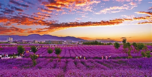 金昌市紫金花海 王永松 摄