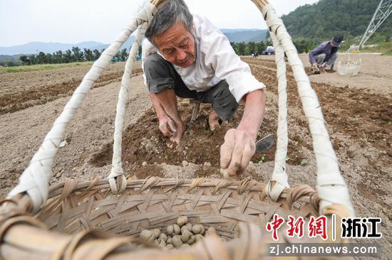 贝农种植浙贝母。张昊桦 供图