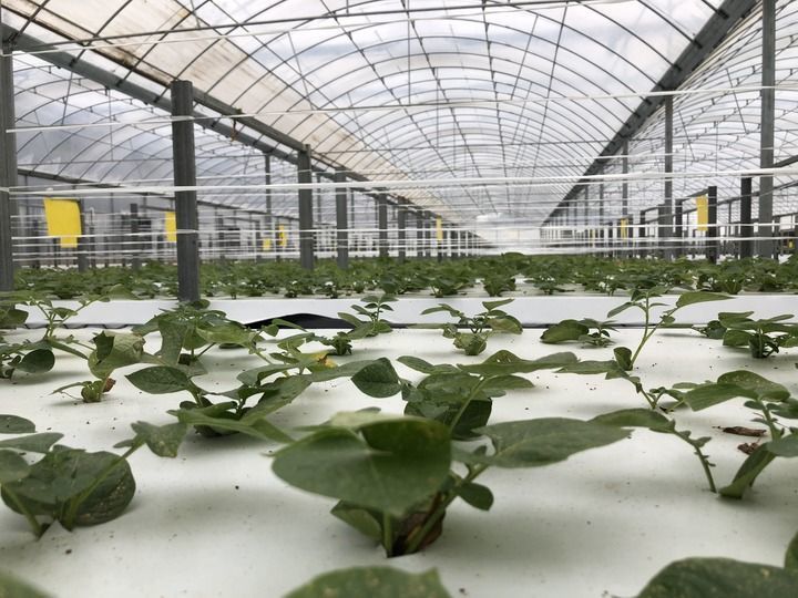 定西马铃薯研究所的脱毒种薯繁育基地 新华社记者 张文静 摄