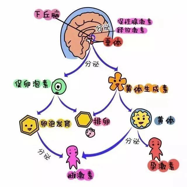 青岛新阳光妇产医院提醒你自然流产要检查性激素六项