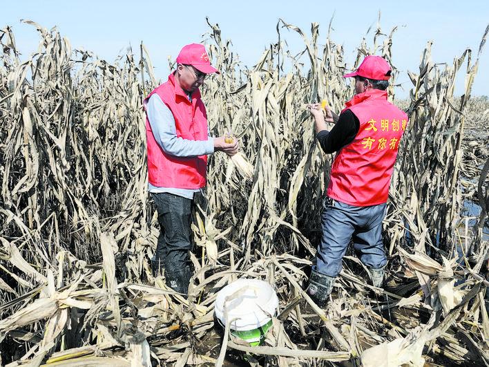 新河县望腾村包村干部（左）带领志愿者帮助村民抢收玉米。 魏亚慧 摄
