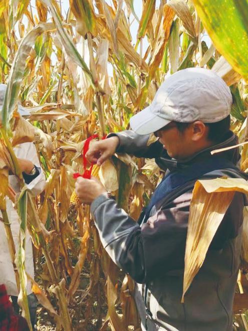 技术人员在田间地头进行农业产量监测的地面验证工作。