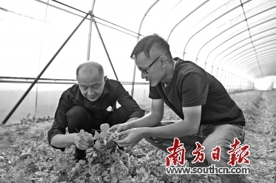 新疆喀什疏附县吾库萨克镇建起了塑料大棚，蔬菜销往粤港澳大湾区。