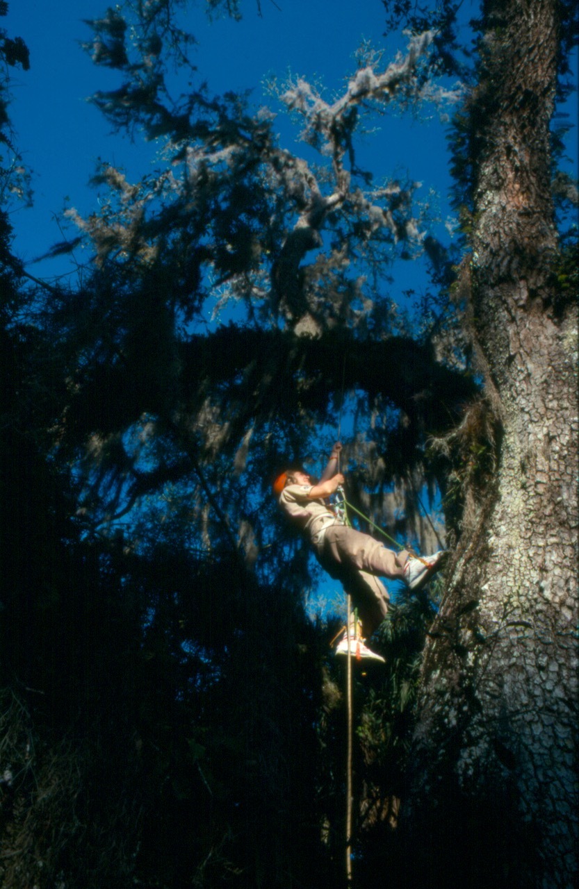 像我这样一个爬树的女子