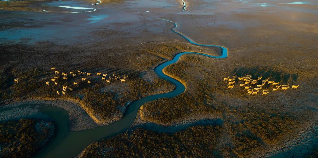 盐城拥有全亚洲海岸线最长的淤泥质滨海湿地/图虫创意