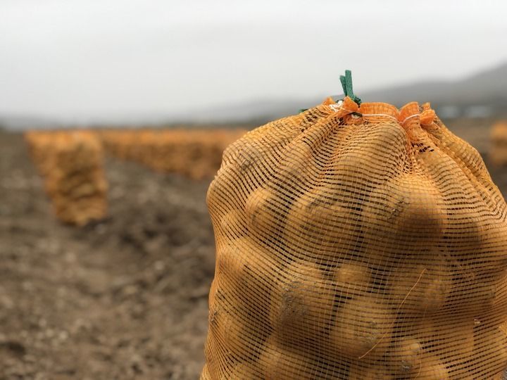 甘肃省定西市安定区鲁家沟镇的土豆收获场景 新华社记者 张文静 摄