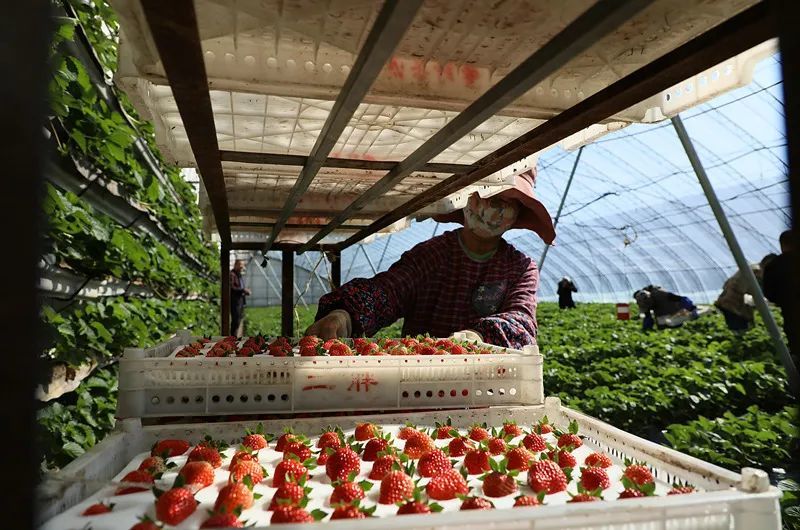 丹东今年第一批草莓熟了