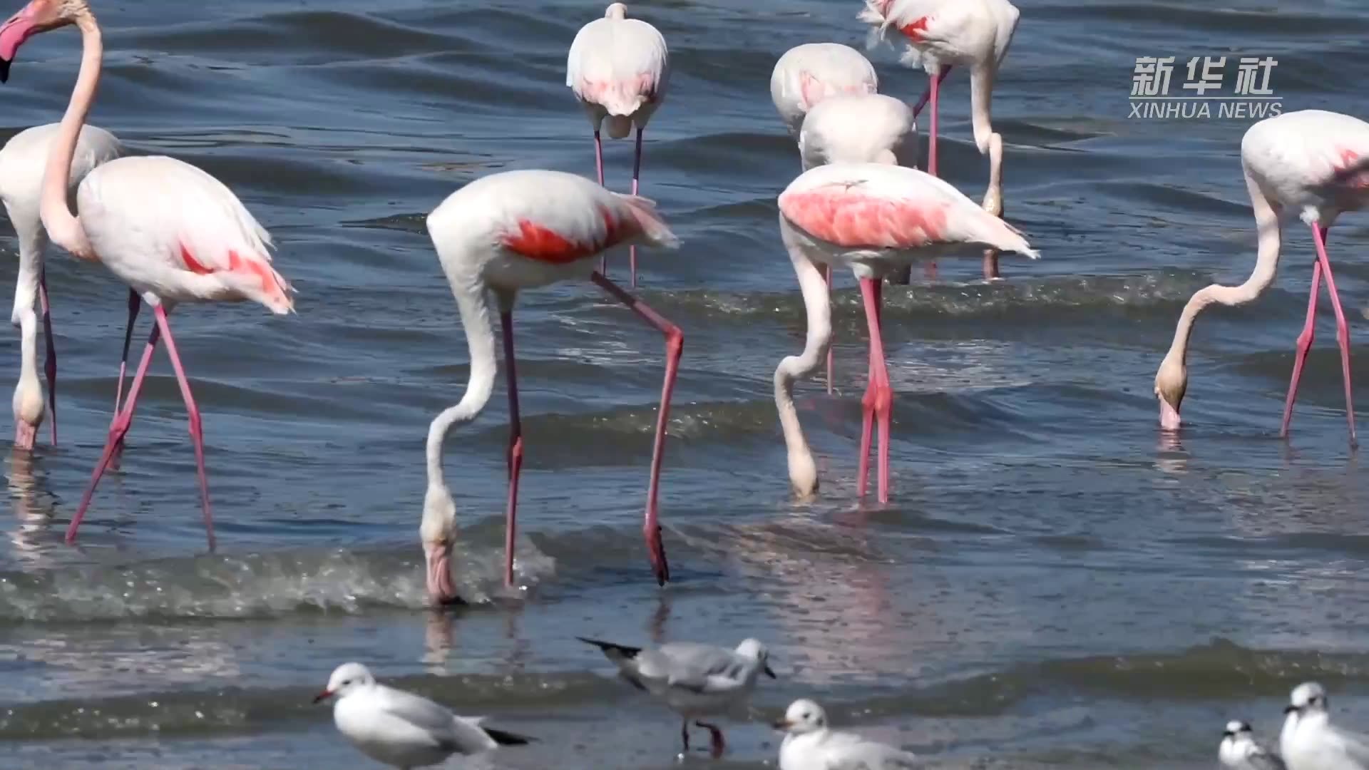 火烈鸟迁徙至科威特海湾