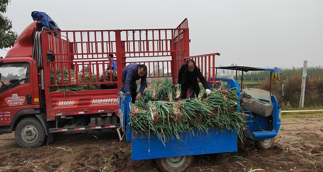 宝鸡市凤翔区河南屯村:钢葱成农民致富好产业