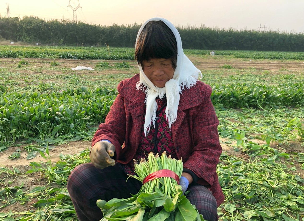 菠菜漲價火鍋店暫不提供阿里淘菜菜直連全國300個基地助力保價供應