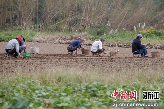 贝农种植浙贝母。张昊桦 供图