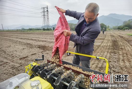 贝农种植浙贝母。张昊桦 供图