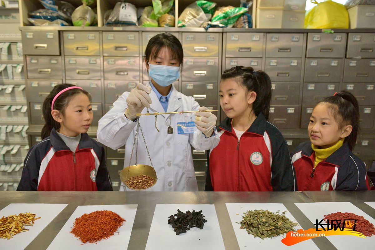 河北省临城县城关小学学生在县中医医院中药房学习称量中草药。