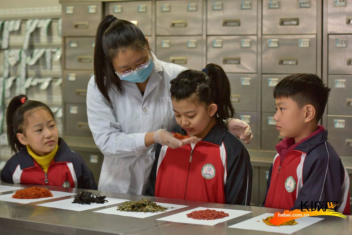 学生在县中医医院药剂师的指导下识别各类中草药。