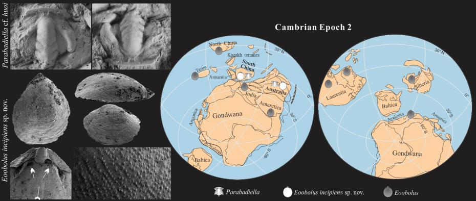 陕南镇巴灯影组西蒿坪段赋含的三叶虫拟小阿贝德虫和舌形贝腕足动物始圆货贝（Parabadiella-Eoobolus）及其寒武纪全球古地理分布
