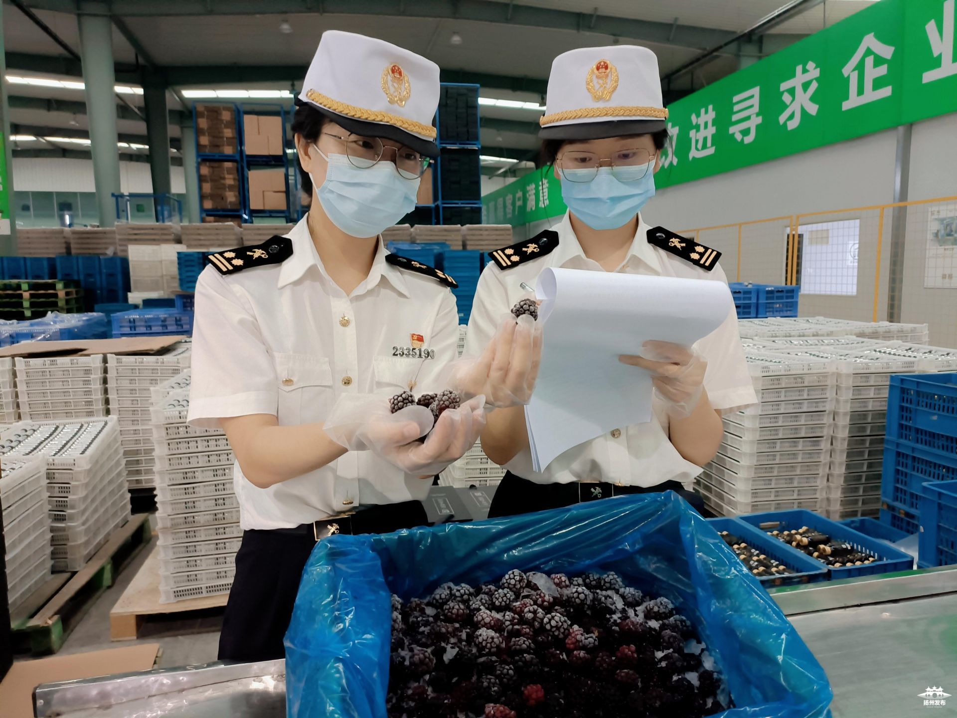 扬州海关工作人员助力扬州黑莓出口。胡文静 摄影
