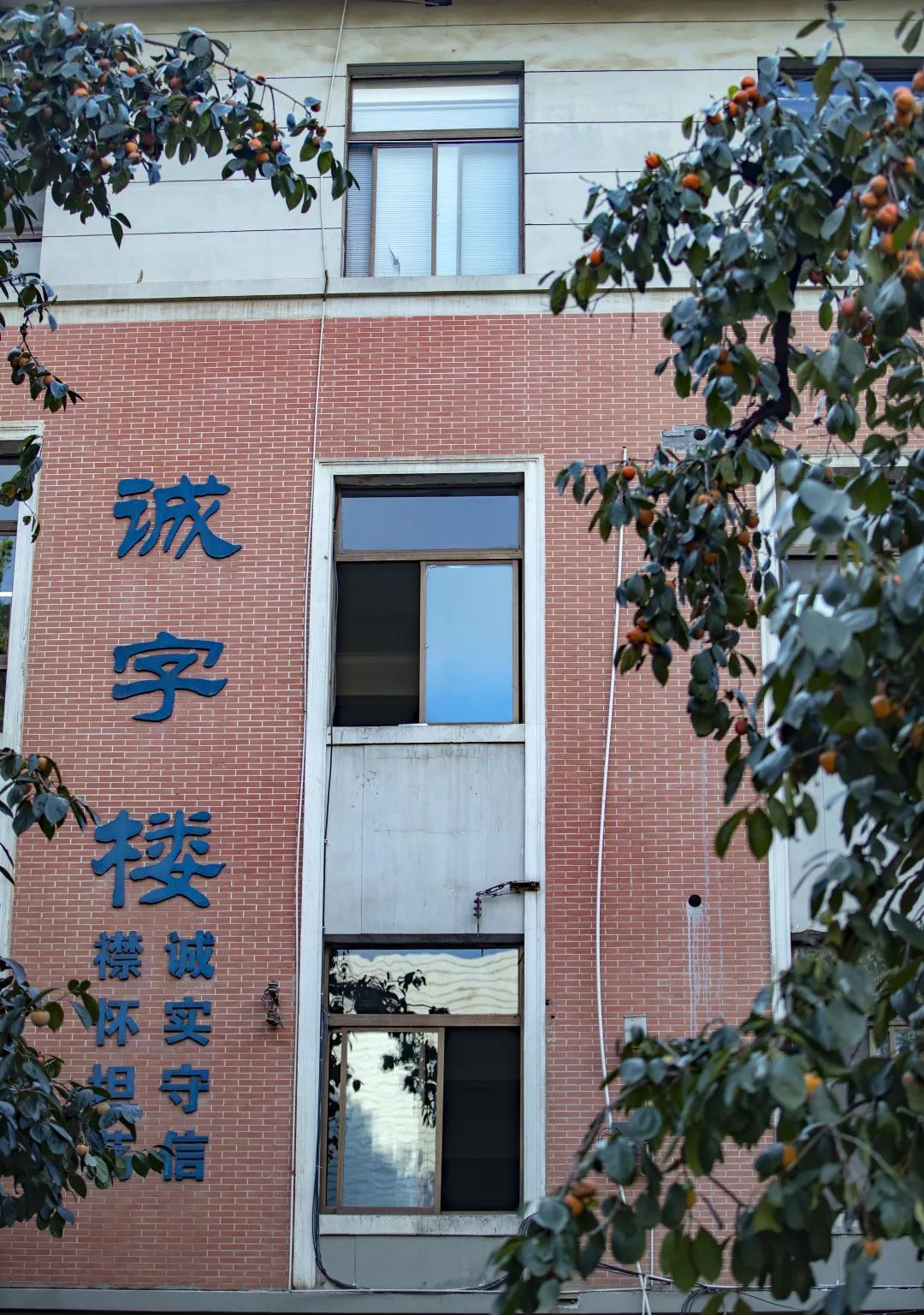 诚字楼外的柿子树