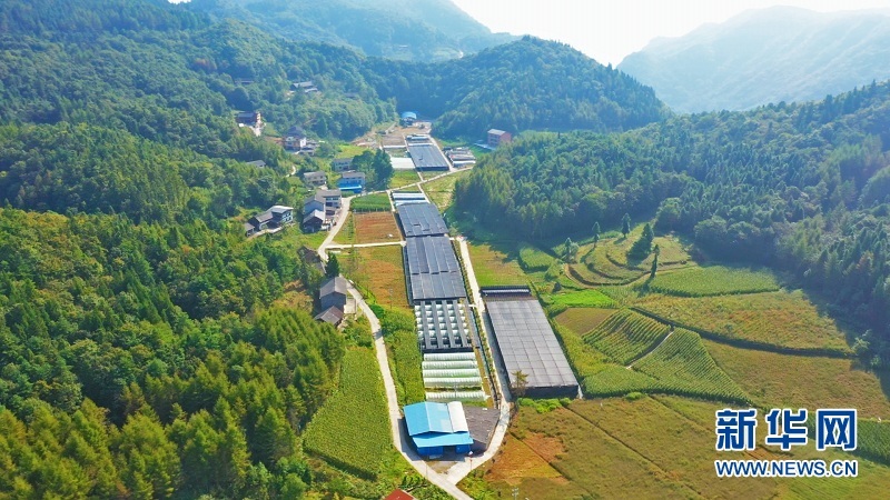 图为湖北建始县官店镇照京坪村的绿色产业。