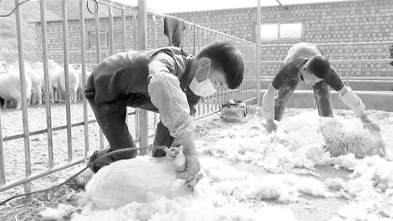 翟建平给羊剪毛 受访者供图