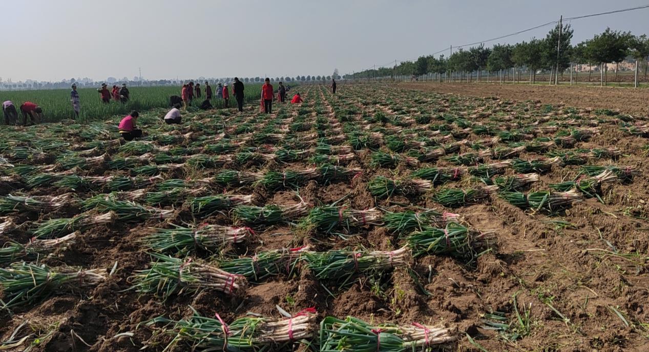 宝鸡市凤翔区河南屯村:钢葱成农民致富好产业