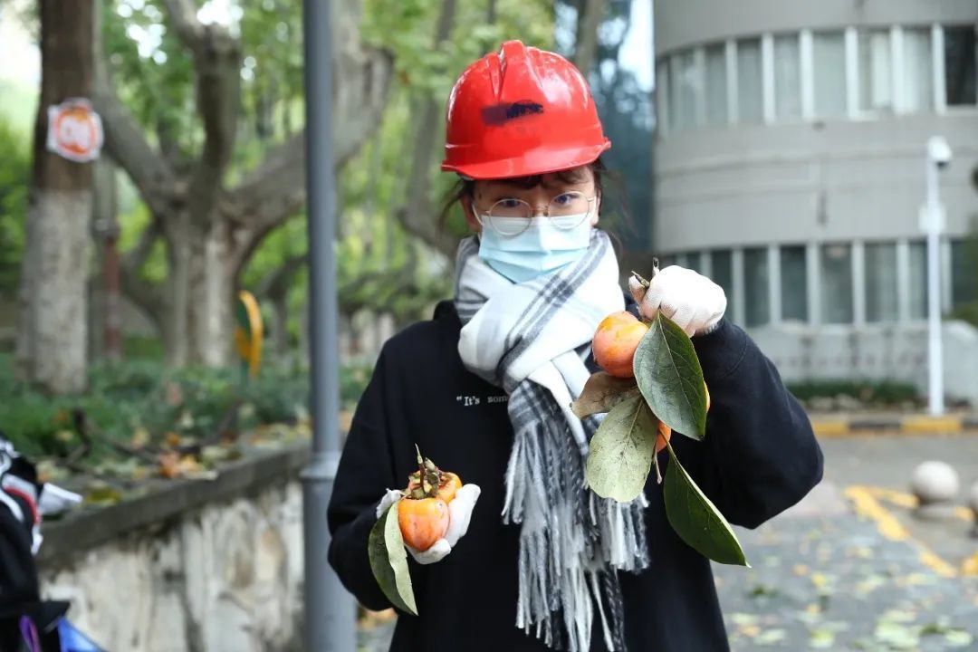 同学们热火朝天的采摘柿子(组图)