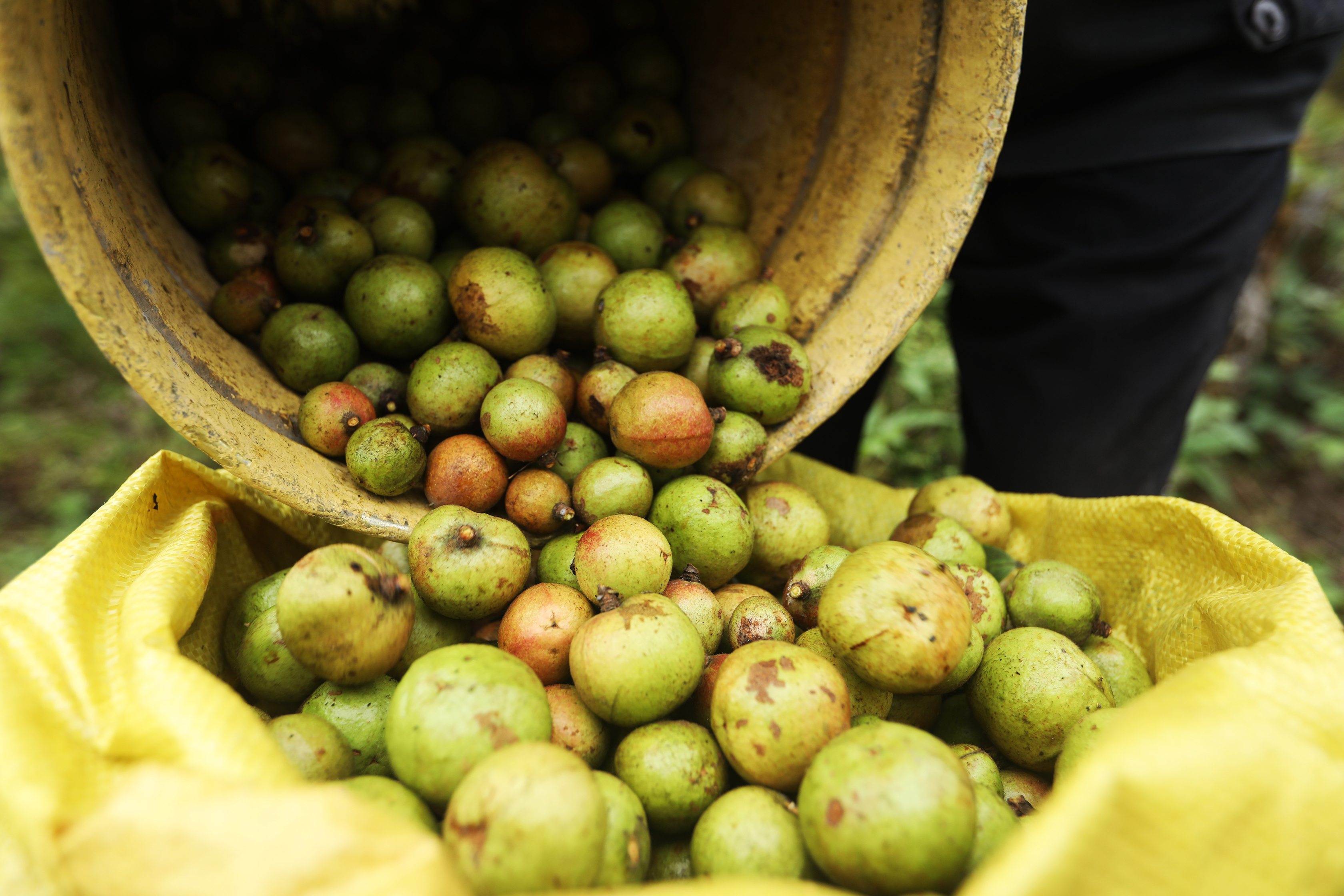 重庆彭水油茶树结出村民致富果