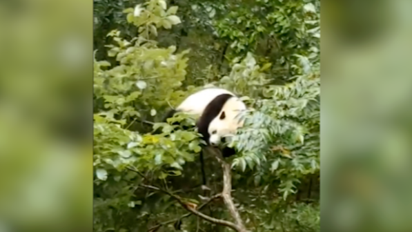 一只大熊猫坐垮一棵树 网友：对自己体重没点数？