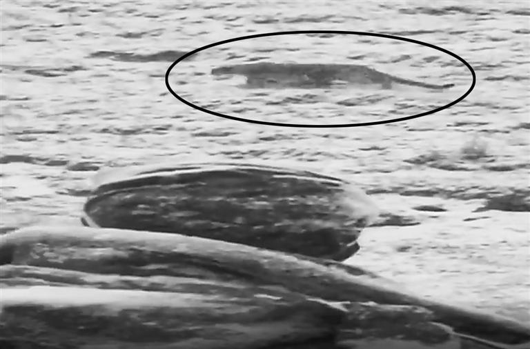 与牧民近在咫尺的雪豹(画圈处) 视频截图