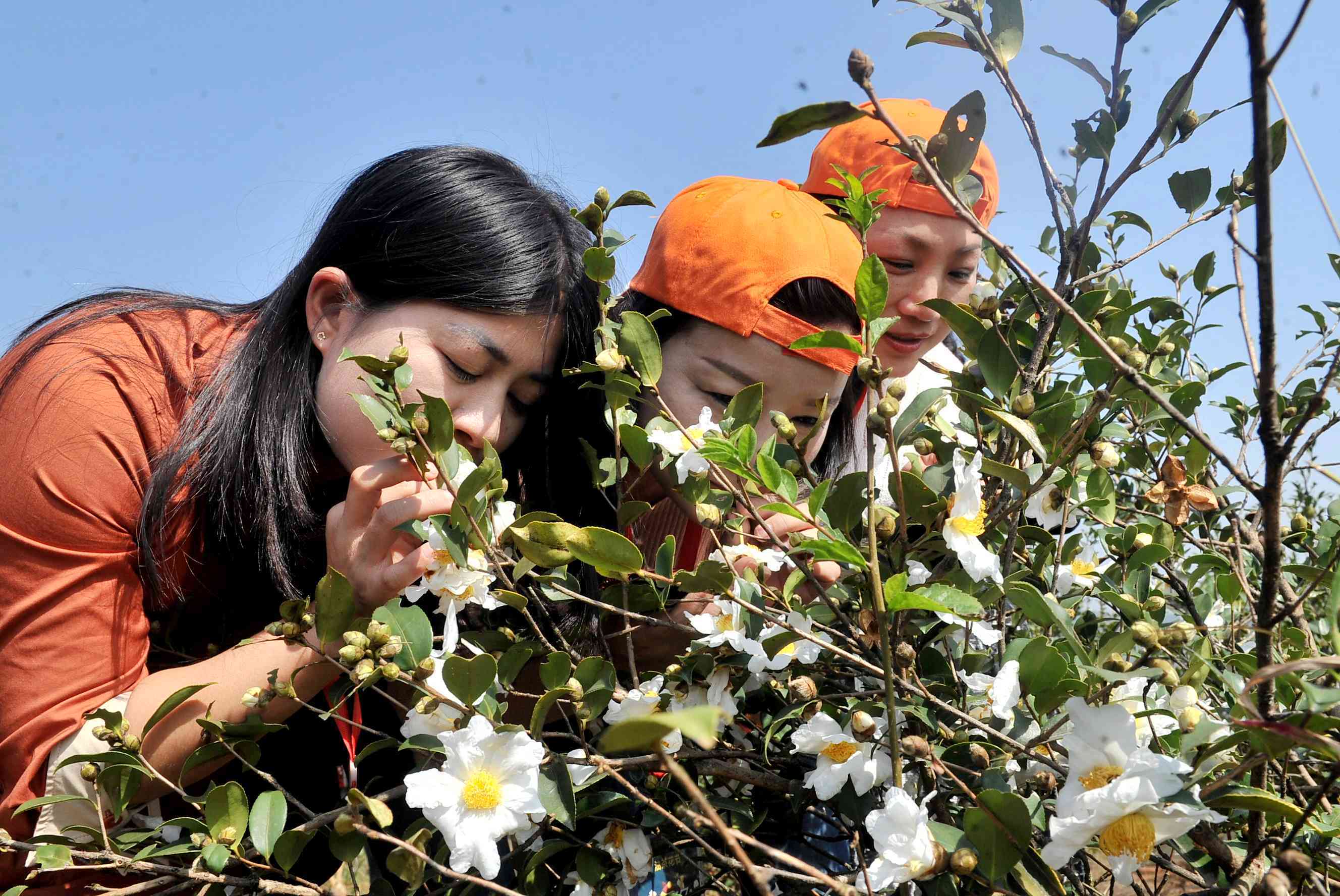 此前油茶花节中，游客赏花的场面。资料图片