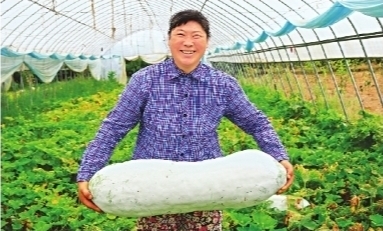 《冬瓜披白纱》 7月20日,东西湖区东山街道陈家冲大队的村民在自家