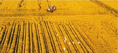 丰收喜悦绽放江城大地