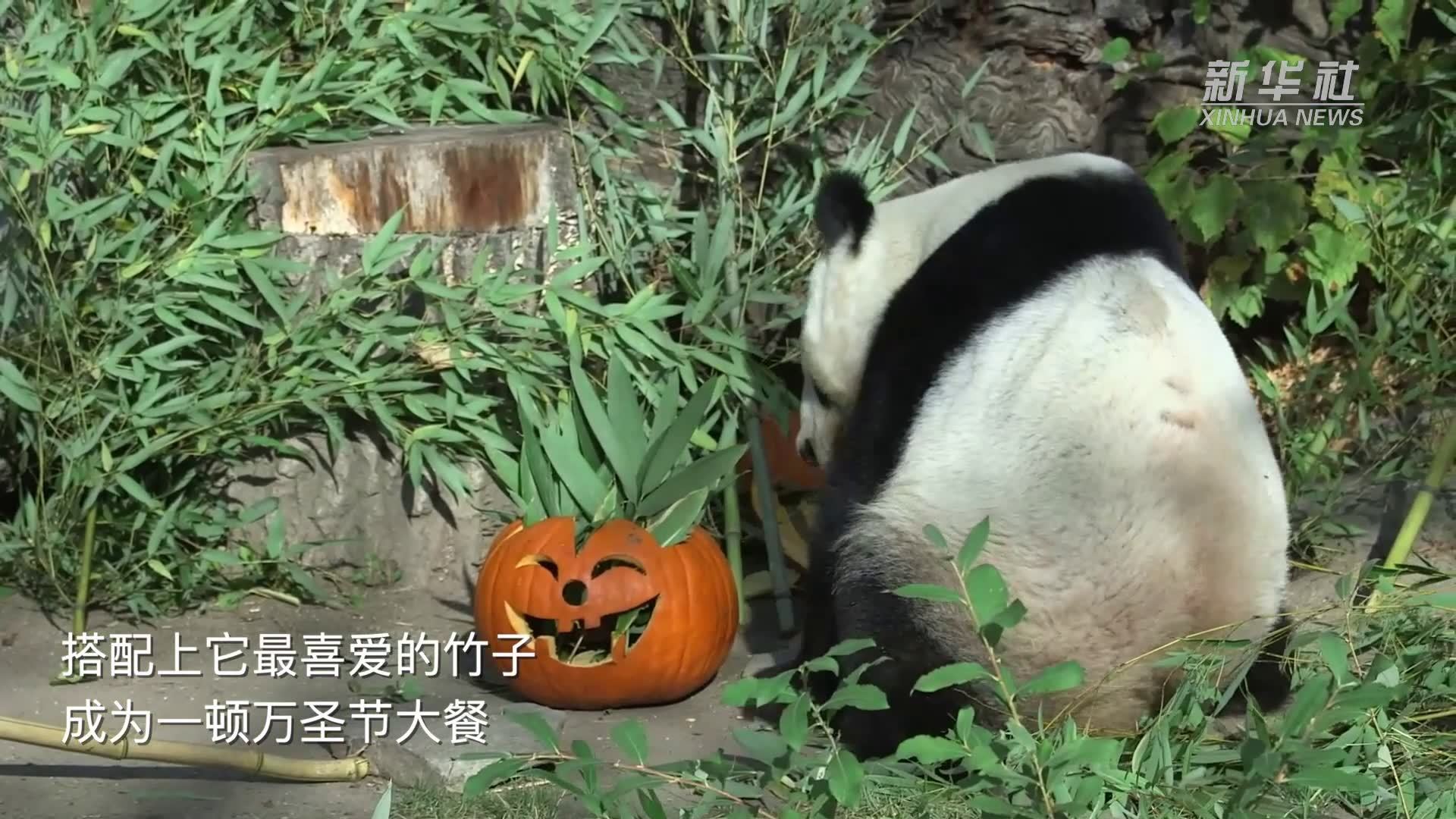 维也纳动物园为大熊猫送上万圣节南瓜大餐