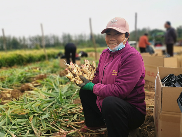 石家庄市鹿泉区李村镇：“姜”来会更好