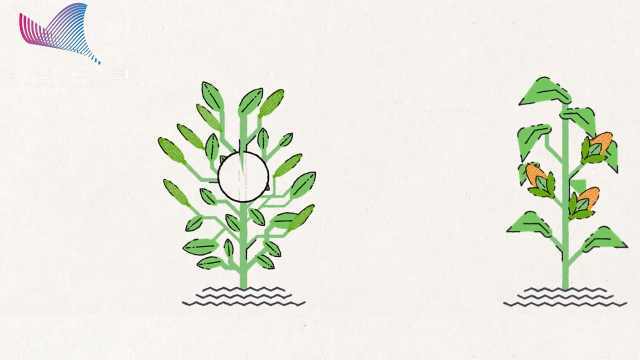 陈晓亚：生命的传递 分子遗传