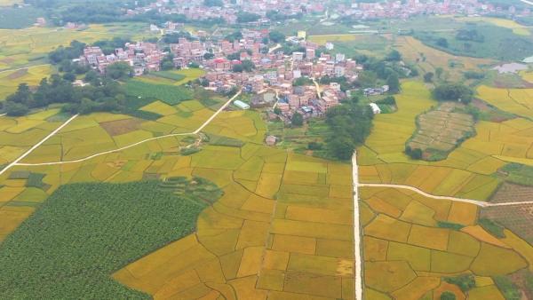 航拍千亩稻田，微风吹拂下泛起金色稻浪