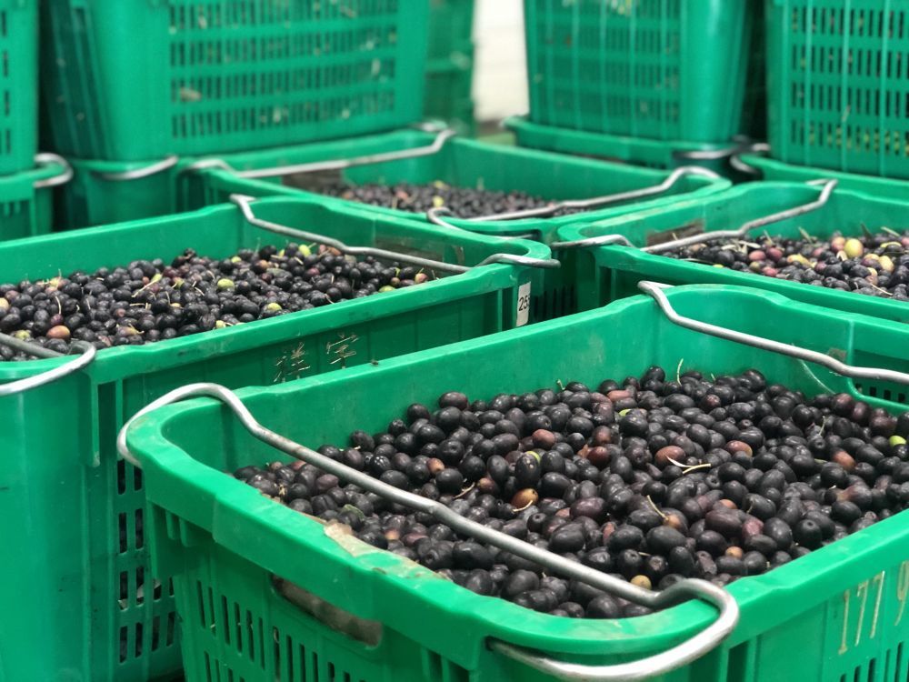 祥宇公司收购的油橄榄果 新华社记者张文静 摄