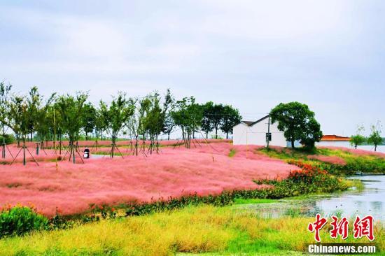 风吹黛浪花穗如丝。