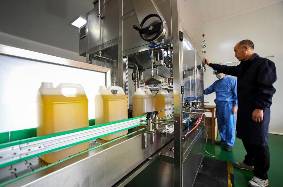 工人在对油茶果进行压榨装瓶