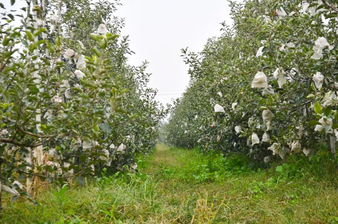 源自日本烟台长成的王林苹果可脆可面自带兰花香甜