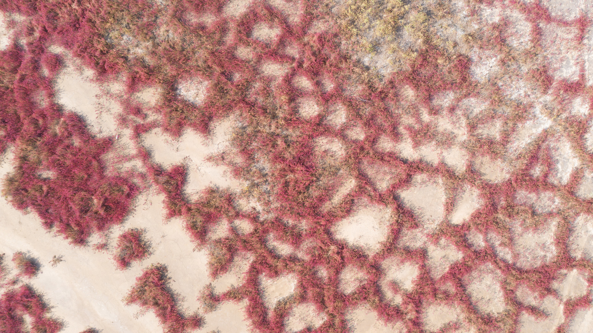 青岛：胶州湾洋河入海口湿地空中俯瞰犹如“红海滩”