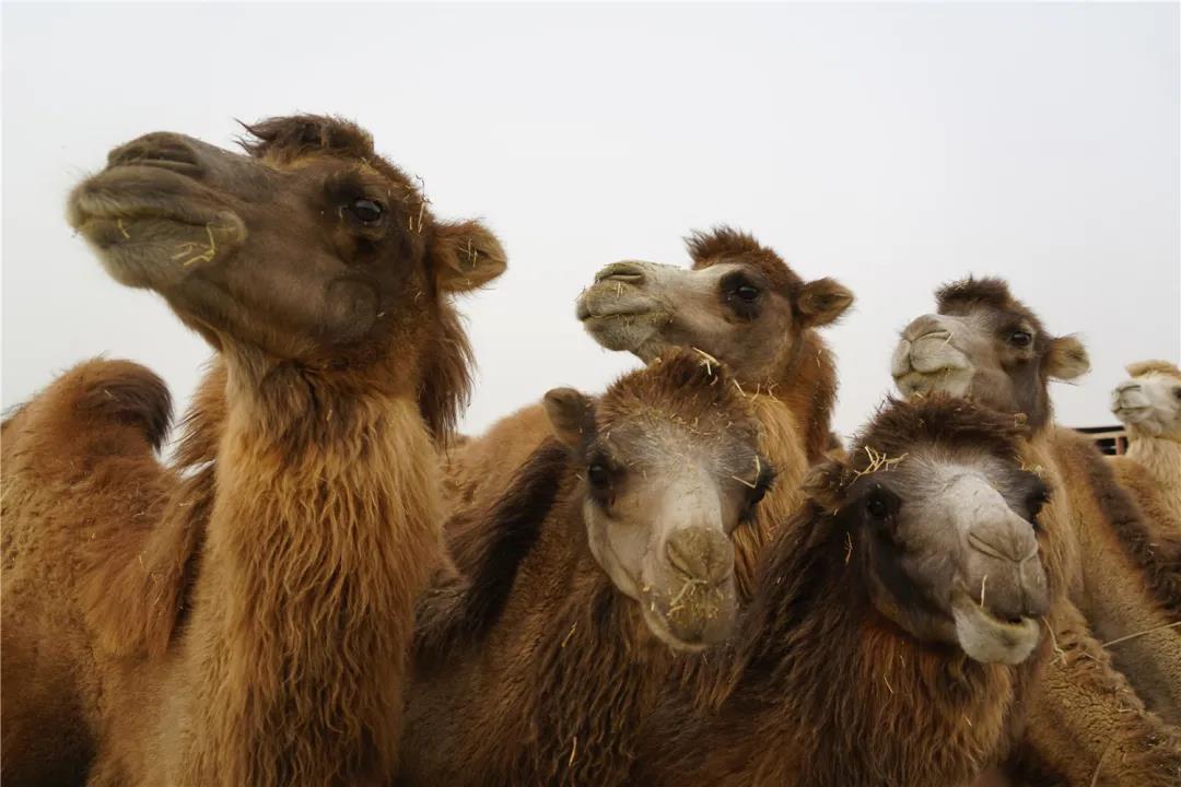 “丝路风情，醉美喀什”《喀什日志》之刀郎画乡、N39沙漠、泽普金湖杨