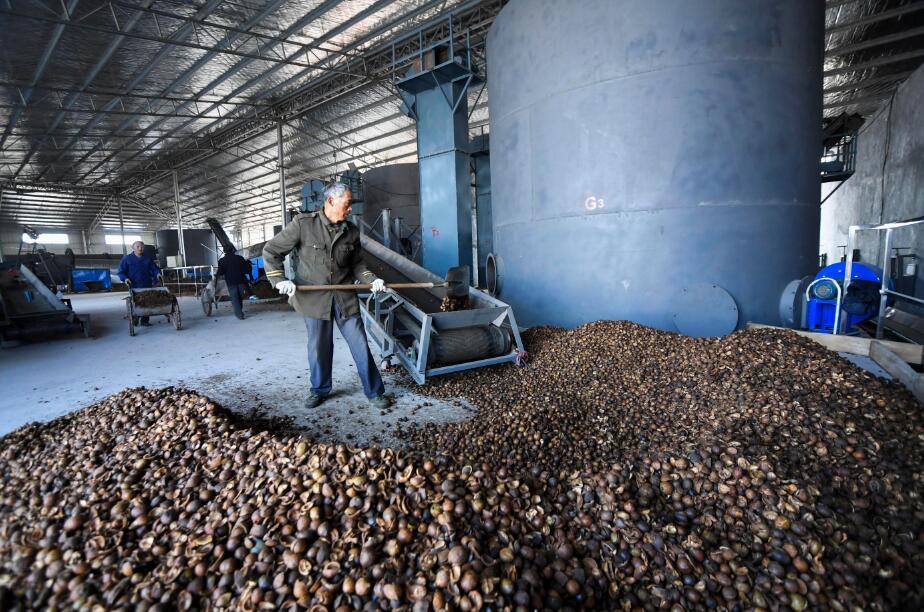 林农在对采摘的油茶果用铁锹铲入剥壳机进行剥壳加工