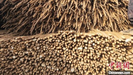 图为河北省大城县西马村村民收获的山药。　邓建民 摄