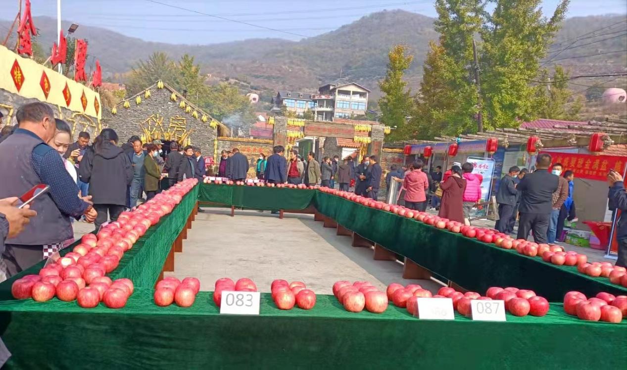第十一届山东沂源苹果文化节分会场在张家坡镇阳三峪村盛大开幕