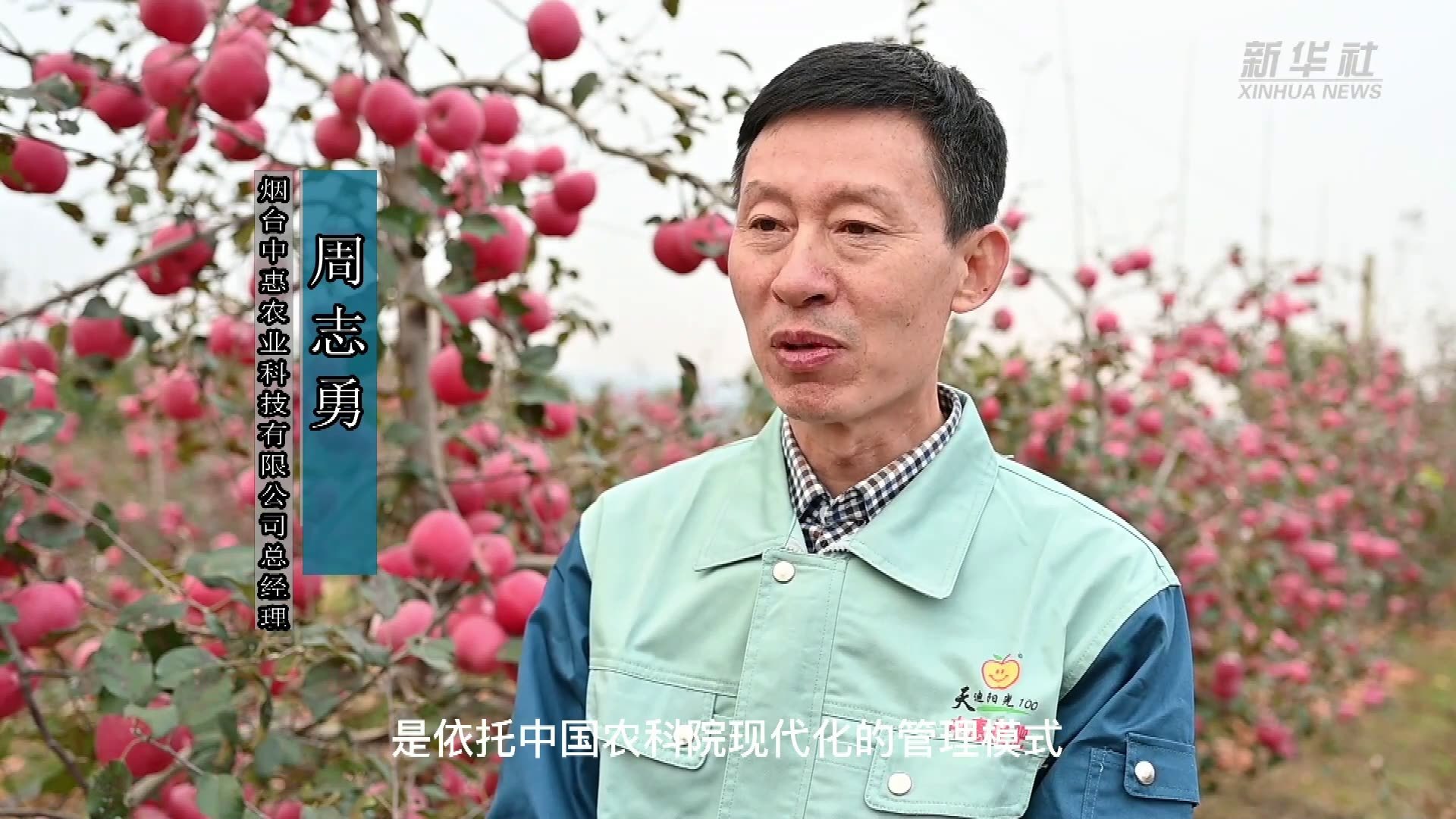 山东栖霞：百万亩苹果喜获丰收
