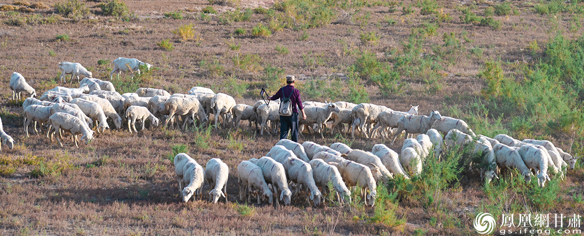 陆金彪正在牧羊，他家的生活，因“山湾跑羊”产业而更加富足。杨艺锴 摄