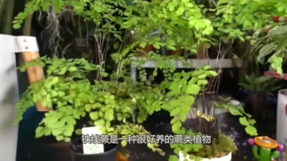 教你养铁线蕨叶子不会发黄的方法，还可养成盆景，不用经常打理